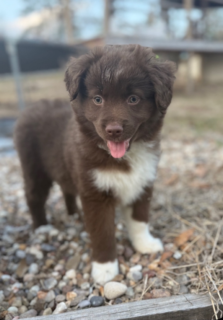 AKC registered fostered Australian Shepherd looking for home